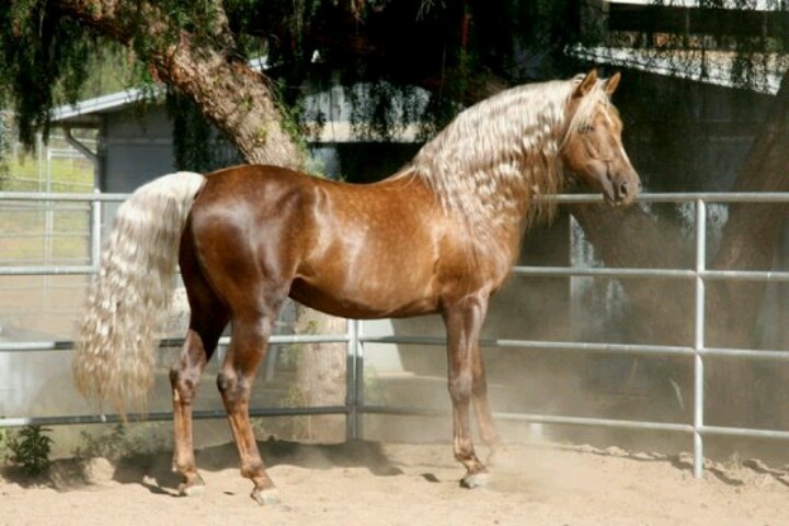 Palomino Horses